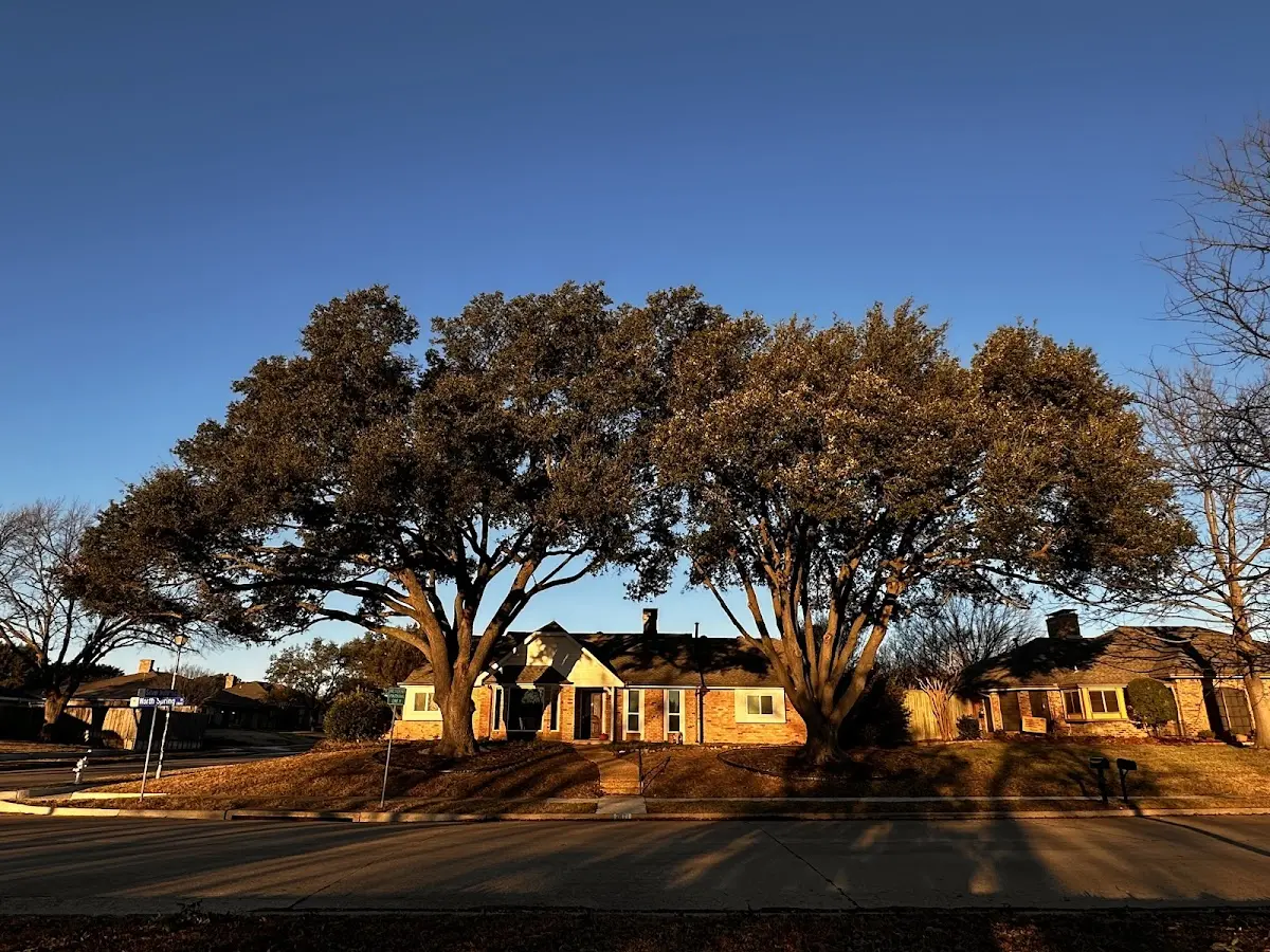 Established residential canopy tree shading a home in Boiling Springs